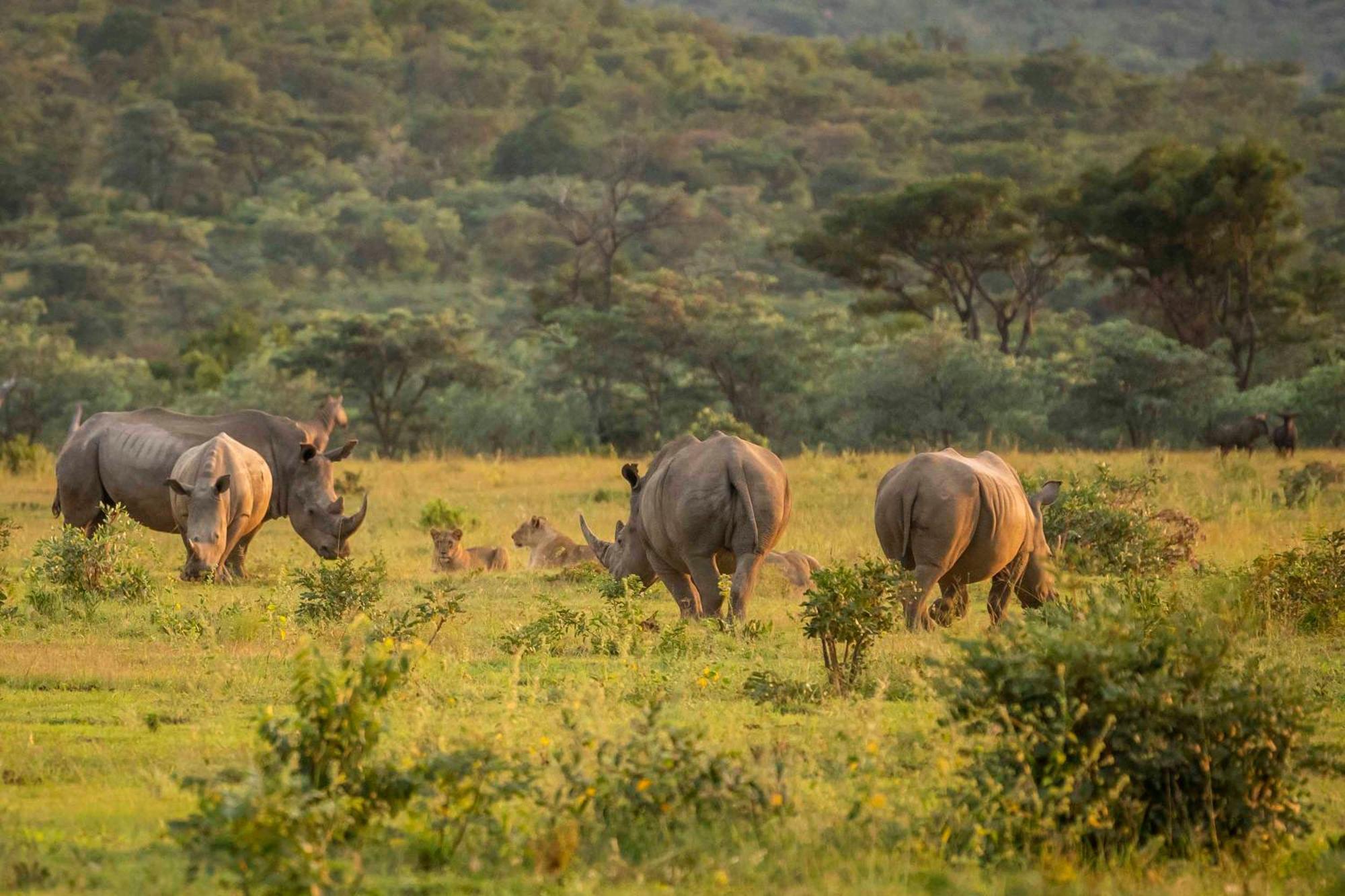 Tshwene Lodge Фаалватер Екстериор снимка